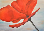 Große Mohnblume - Öl auf Leinwand - 50x70 cm