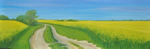 Rapsfelder an der Schlei - Öl auf Leinwand - 40x120 cm